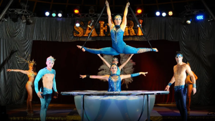 Screenshot 2021-10-13 at 19-06-46 El Circo Safari volvió a Salta con un espectáculo único