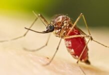 Chikungunya: Salud aclaró que el contagio detectado es importado